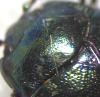 Chrysolina varians